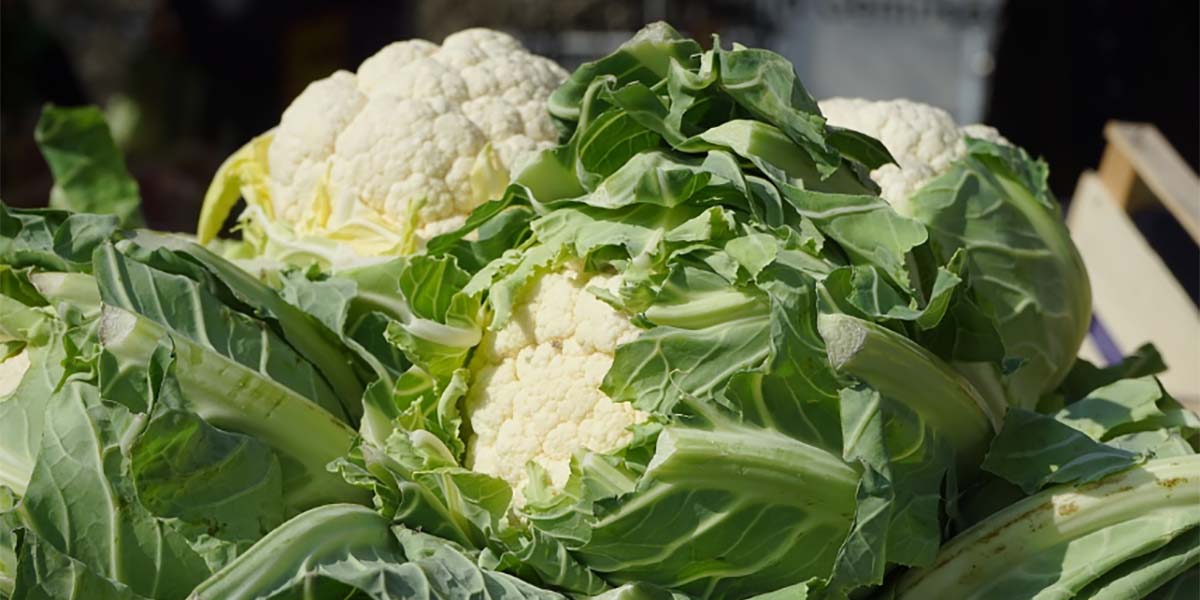 Il calo delle temperature aiuta le vendite delle brassiche